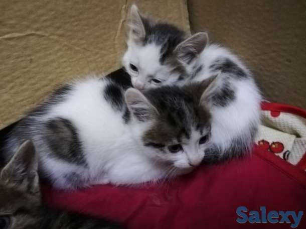 Отдам даром, фотография 4