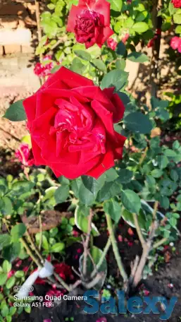 Садовник, фотография 4