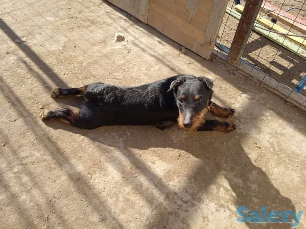 Ягдтерьер, фотография 3