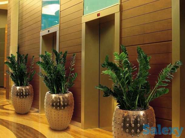 Озеленение помещения. Офисов, торговых помещений. Развлекательных мест., фотография 3