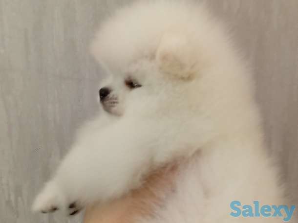 Померанский шпиц белого, патиколорного, мерле окрасов, фотография 5