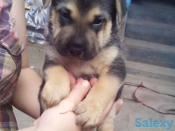 Щенки, фотография 1