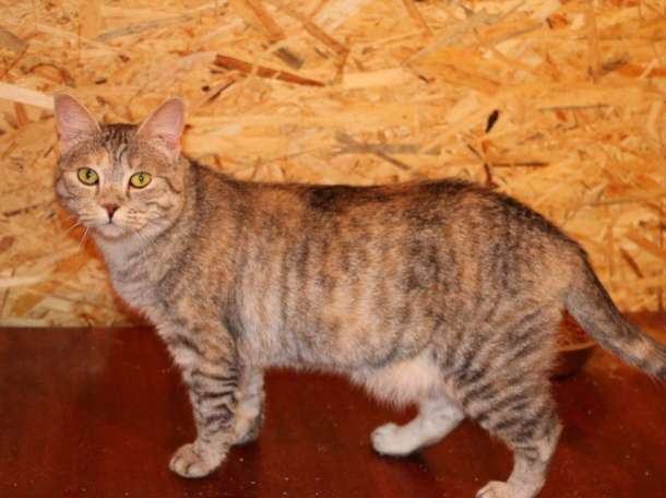 Отдаем в заботливые руки Мусеньку., фотография 1