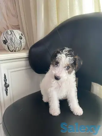 Предлагаются к продаже очаровательные щенки фокстерьера!!, фотография 1