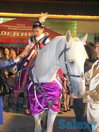 сундет белый конь, фотография 2