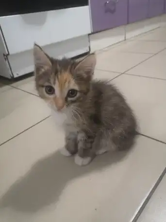 Отдам даром котят., фотография 1