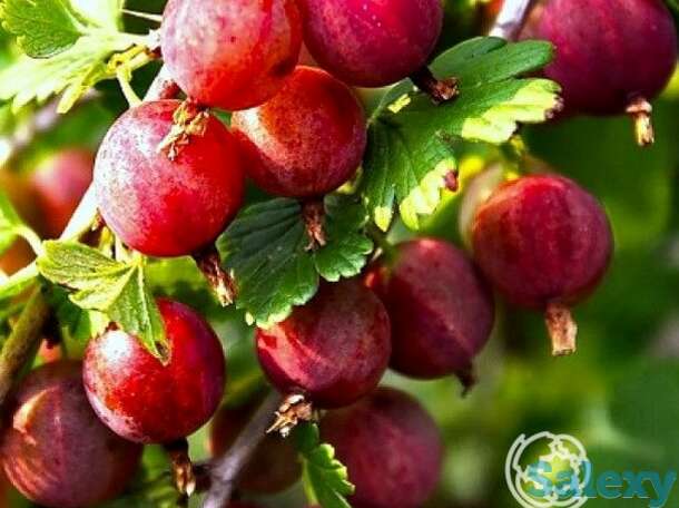 Крыжовник Балет, фотография 1