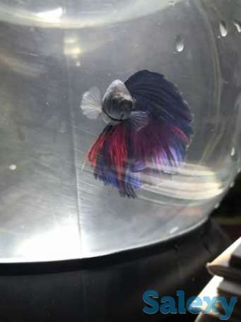 Рыба Петушок, фотография 1