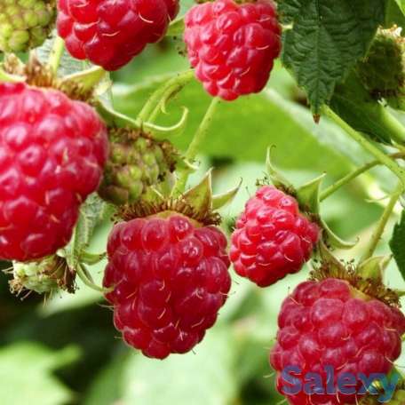 Саженцы малины 