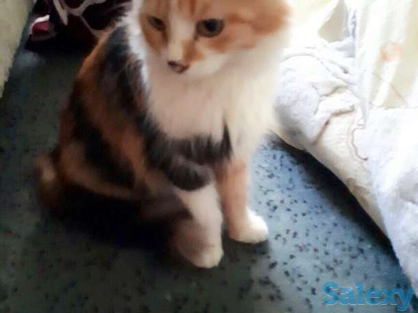 Матильда ждёт своих хозяев!, фотография 1