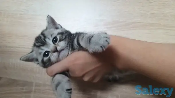 Продам шотландских котят, фотография 2