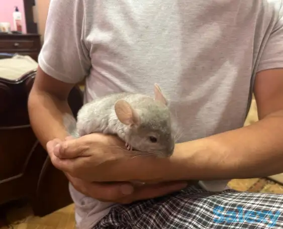 Продам шиншиллу, фотография 1