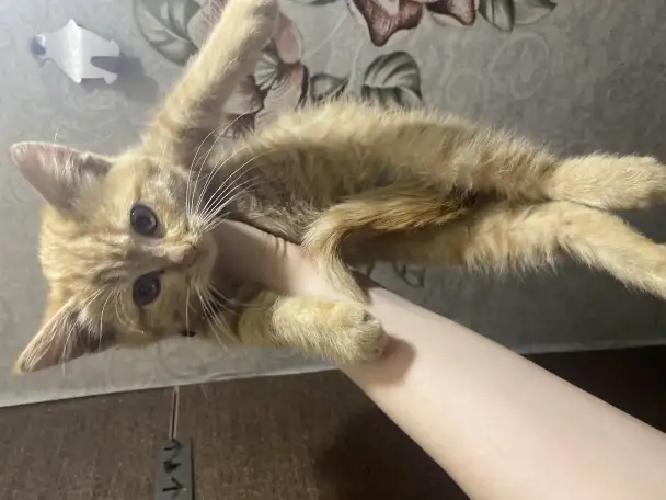 Котенок девочка ищет дом, фотография 1