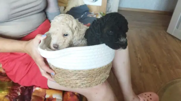 Продается пудель с черными кудрями, фотография 2