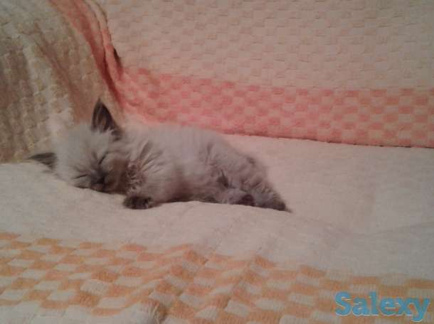 срочно отдам котенка, фотография 1