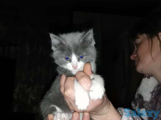 Продажа продаются котята им два месяца, фотография 2