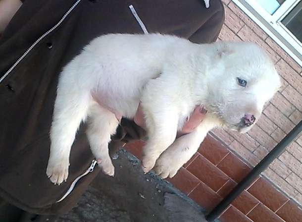 Чистокровный Алабаичики красивые и ухоженные, фотография 3