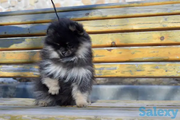 Щенки померанского шпица, фотография 6