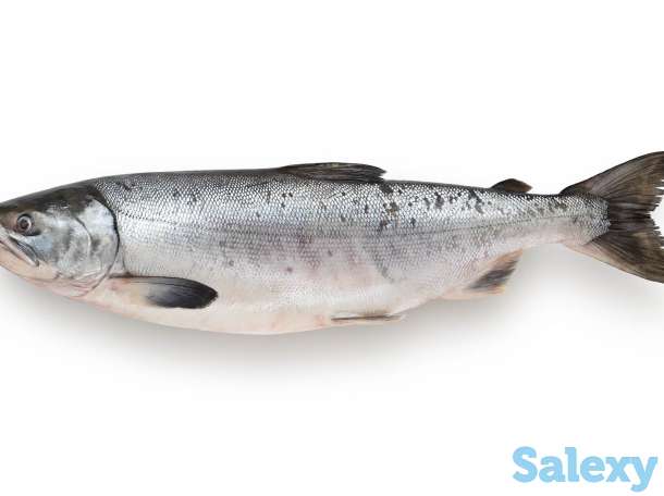 Оптом рыба!, фотография 2