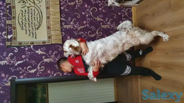 Продам, фотография 4