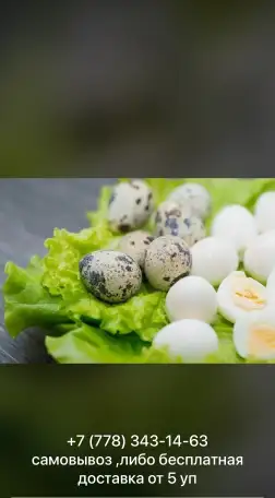 Продам перепелиные яйца, фотография 2