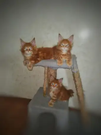 Котята Мейн Кун, фотография 7