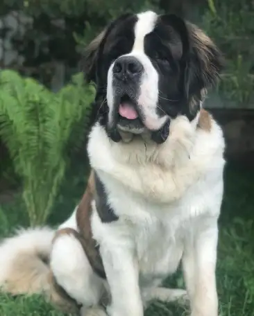 СЕНБЕРНАРЩЕНКИПРОДАЖА, фотография 8