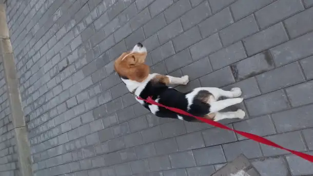 Бигль девочка 7,5 месяцев, фотография 7