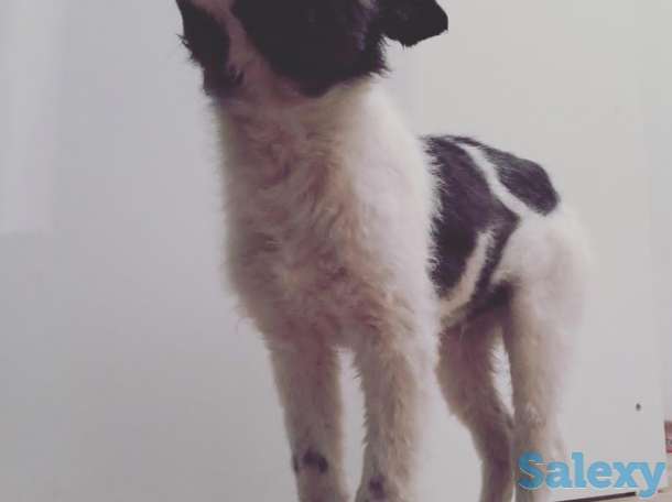 Отдам щенка в хорошие руки!, фотография 5