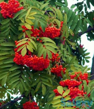 Семена Рябины Красной обыкновенной (Sórbus aucupária) РСТ , Россия, фотография 1
