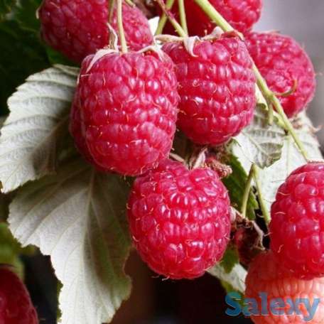 Саженец малины 