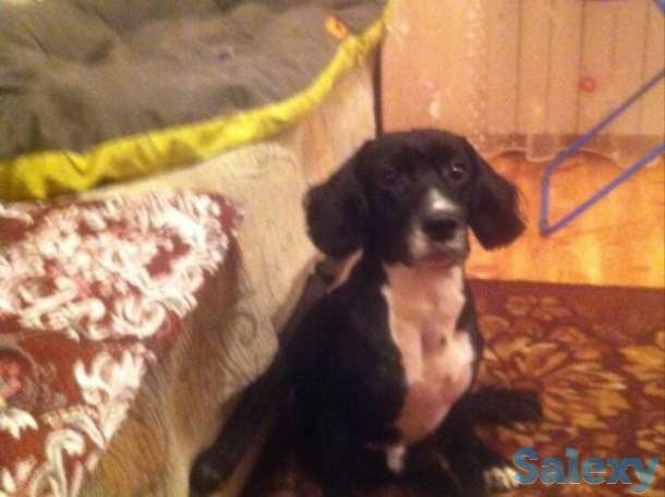 Отдам в добрые руки, фотография 1