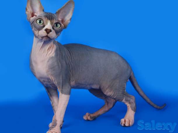 Открыта бронь на сфинксов, фотография 1