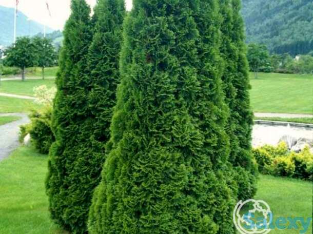 Туя западная Холмструп, фотография 1