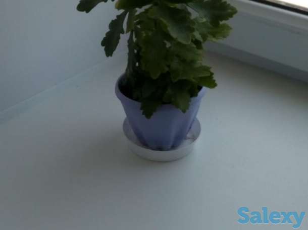 Каланхоэ, фотография 1