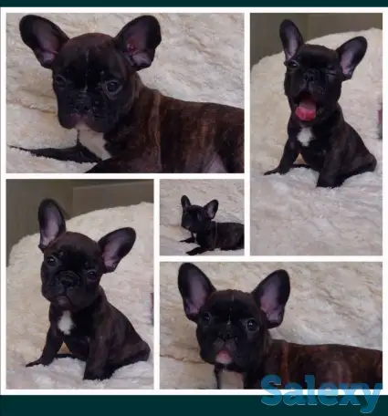 Продаются щенки французкого бульдога, фотография 1