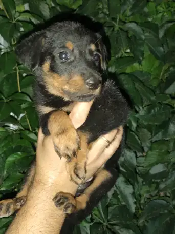 Щенки Босероны, фотография 8