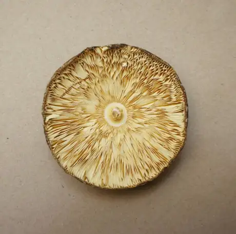 Продам сушеные грибы с Алтая, фотография 1