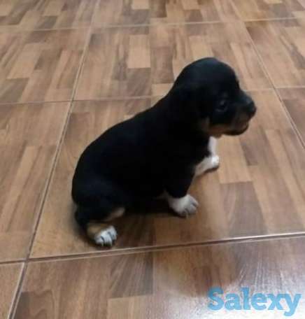 Щенки карликого пинчера, фотография 1