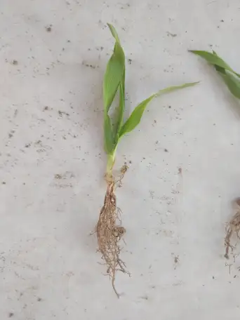 Продаю Ячмень Сорт Атлин Канадский В Меркенском районе, фотография 12