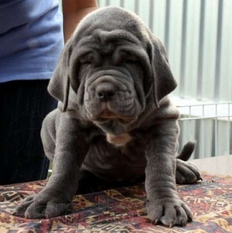 Продается высокопородный привозной щенок , фотография 1