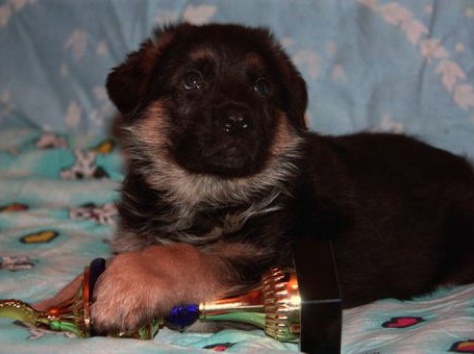 щенки немецкой овчарки, фотография 2