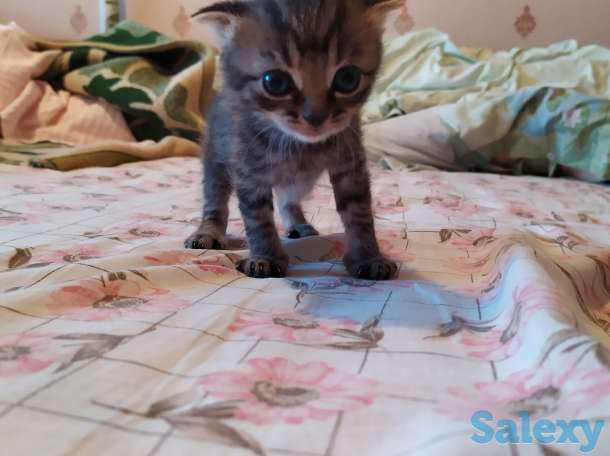 Шотландские вислоухие, фотография 4