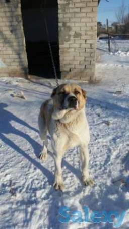 Продам, фотография 1