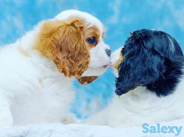 Питомник кавалер кинг чарльз спаниелей 