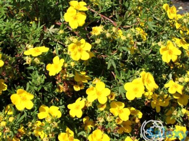 Лапчатка голдфингер., фотография 1