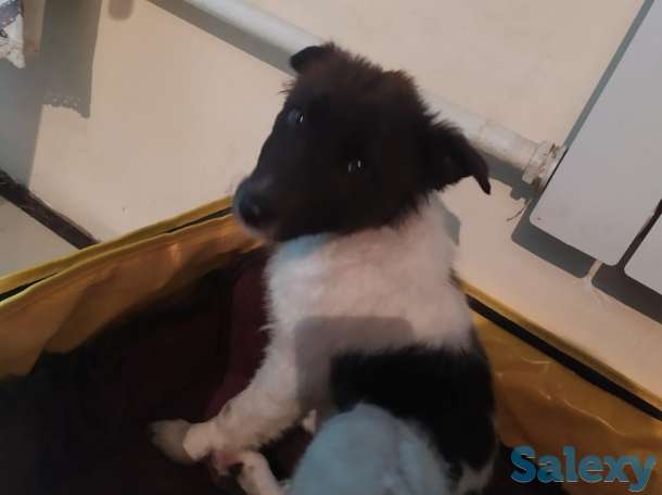 Отдам щенка в хорошие руки!, фотография 3