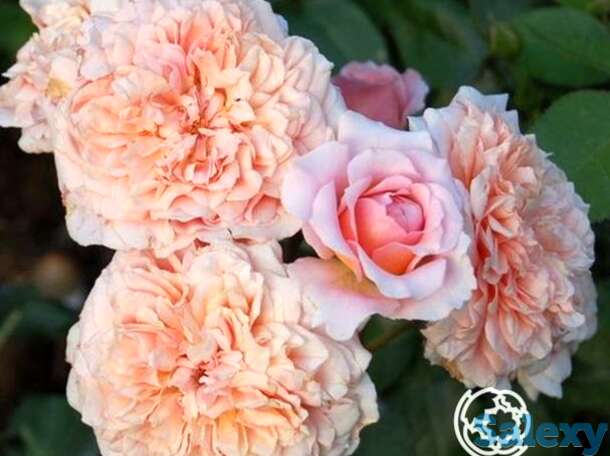 Роза фестиваль де жардан де шомон, гийо, фотография 1