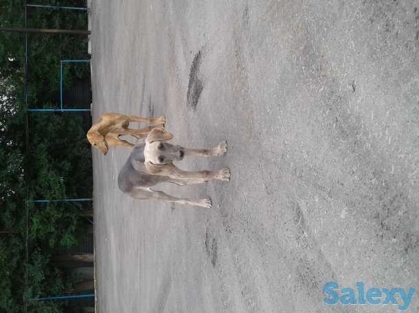 Отдам щенков, фотография 1