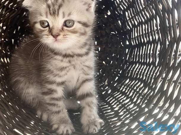 Котята вислоухие, фотография 3